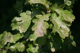 Image result for white oak leaf