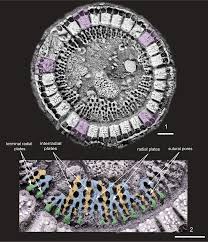 Image result for Osyridicarpos