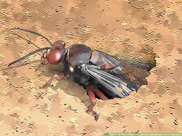 You can spray it not just on mounds but also on the plants which they often visit. How To Get Rid Of Ground Digger Wasps Cicada Killers From Your Lawn