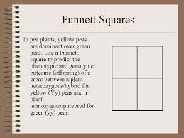 October 29, 2014 by leah4sci 2 comments. How To Do Punnett Squares Genotype And Phenotype
