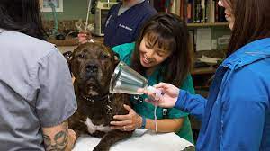 If not treated immediately, the dog's organs will fail due to lack of oxygen and then. When To Bring Your Pet To The Er Vet Twin Cities Er Vet