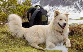 Due to an unforeseen change in life i am having to rehome him. Get To Know 25 Of The Best Great Pyrenees Mixes K9 Web