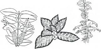 Image result for Gesneriaceae