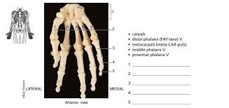 Distal and proximal urethra anatomy. Answered Ii V 2 Carpals Distal Phalanx Bartleby