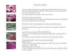 Vivero Acope Plantas Solidarias Petunia Hybrida Generosa Planta