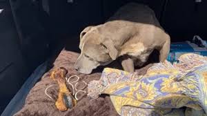 La Perrita Que Volvio A Su Casa Despues De 12 Anos Bbc News Mundo