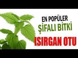 Bilhan Aktar Mucize Isirgan Otu Ve Faydalari Odem Iltahap Kansizlik Sac Otlar Bitki Sac