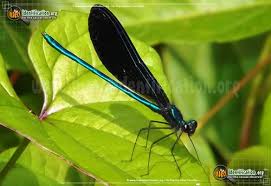 Dragonflies And Damselflies