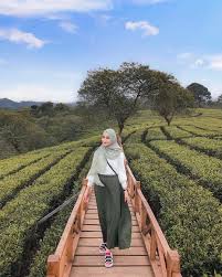 Namun pada masa penjajahan jepang, dengan misi swasembada pangan untuk jajahannya. Tiket Masuk Kebun Teh Wonosari Malang 2021 Wisata Dan Penginapan