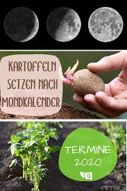 Kartoffeln Nach Dem Mondkalender Setzen Termine 2020 Gartendialog De In 2020 Mondkalender Kartoffeln Pflanzen Pflanzen