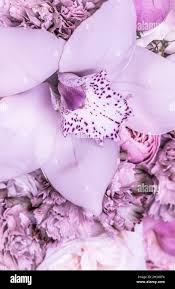Violet flower background hi-res stock photography and images