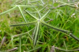 Image result for Dactyloctenium aegyptium