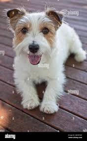 Terrier Mix Free Jack Russell Terrier Puppies Terrier Dog Jack Russell Pups  Free To Good Home
