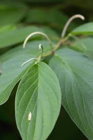 Image result for Piper capense