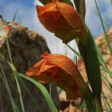 Image result for Gladiolus dalenii