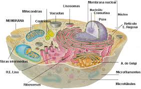 Célula Eucariota: generalidades