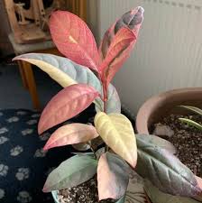 Image result for Eranthemum