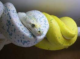 562735 457832694250817 785945359 N Cute Reptiles Reptile Snakes Cute Snake