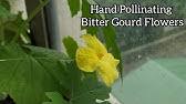 Not making the most of secondary yields. How To Store Zucchini Pollen Step By Step Guide Youtube