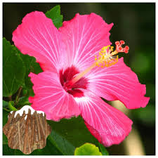 Image result for Hibiscus seineri