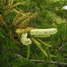 Image result for Acacia ataxacantha