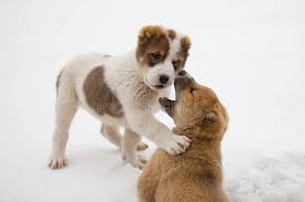 Finden sie hochwertige fotos, die sie anderswo vergeblich suchen. Alabai Welpen Spielen Im Schnee Mittelasiatischer Hirtenhund Stockfoto Bild Von Hund Nett 168272294