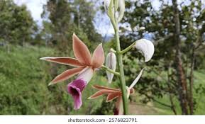 Image result for Phaius
