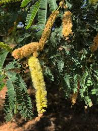 Image result for Faidherbia albida