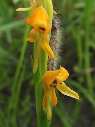 Image result for Platycoryne crocea