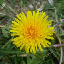 Common dandelion (taraxacum officinale) is a european species that is naturalized in michigan.first recorded in the wild in 1837 when it was already well established. Potential Health Benefits Of Dandelion Plant Getrather Com