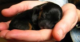 Black And Tan Cavapoo Pinewoodkennels Com Cavapoo Puppies Cute Dogs And Puppies Cavapoo