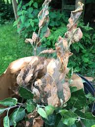 Get notified when the apple tree in my back yard is updated. Caterpillars And Webbing On My Backyard Apple Tree Ask An Expert