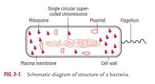 Bacteria also lacks true membrane bound nucleus and nucleolus. Cell Wall Structure And Functions Of Bacterial Cell Envelope