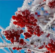фотографии снега и льда в природе на улицах города Garmoniya Cveta Koloristika Cvetovye Sochetaniya Lava Rosas Nieve
