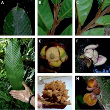 Image result for Polyceratocarpus gossweileri