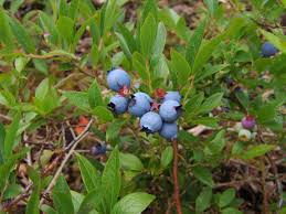 Image result for Vaccinium madagascariense