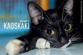 8 cara mudah menghilangkan kebiasaan kucing berak sembarangan. Cara Mencegah Mengatasi Kucing Yang Suka Berak Sembarangan Secangkir Kafein