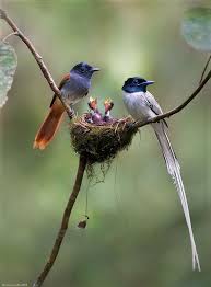 Pin On Monarchidae Shrikebills Paradise Flycatchers Magpie Larks Monarchs