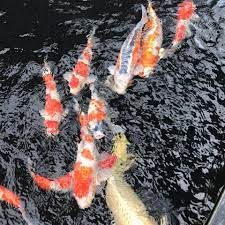 Check spelling or type a new query. Yinyang Koi Posts Facebook