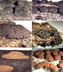 Image result for Hypoxylon multiforme