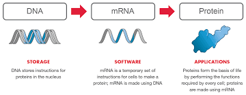Mrna is an important messenger, carrying the instructions for life from dna to the rest of the cell. Mrna Platform Drug Discovery Development Moderna