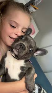 DAISY WAS FOUND!!!! Lost dog, Norman gardens area. Reward offered. French  bulldog, still a puppy. 🐶 One very upset family 😭 If anyone has her or  has sighted her please message me