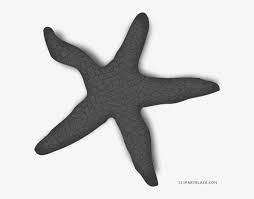 Starfish clipart black and white. Starfish Animal Free Black White Clipart Images Clipartblack Estrella De Mar Roja Png Image Transparent Png Free Download On Seekpng