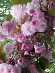 Image result for Prunus serrulata