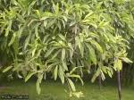 Image result for Terminalia sericea ×  trichopoda