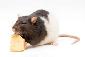 What Could I Really I Happen If You Eat Rodent Infected Food