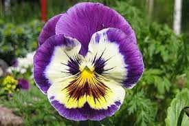 Pin On Flowers