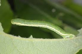 Image result for Trichopteryx