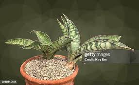 Image result for Dracaenaceae