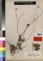 Image result for Bidens schimperi